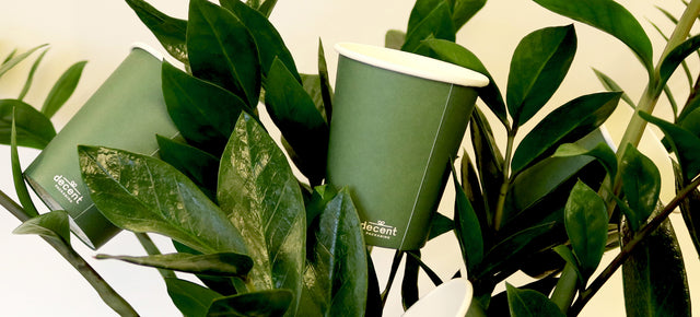 5 Tips for Cafe Plants